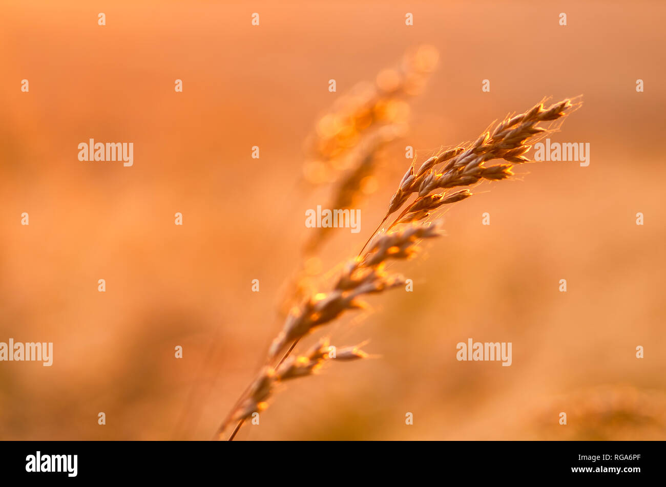 Wild grasses hi-res stock photography and images - Alamy