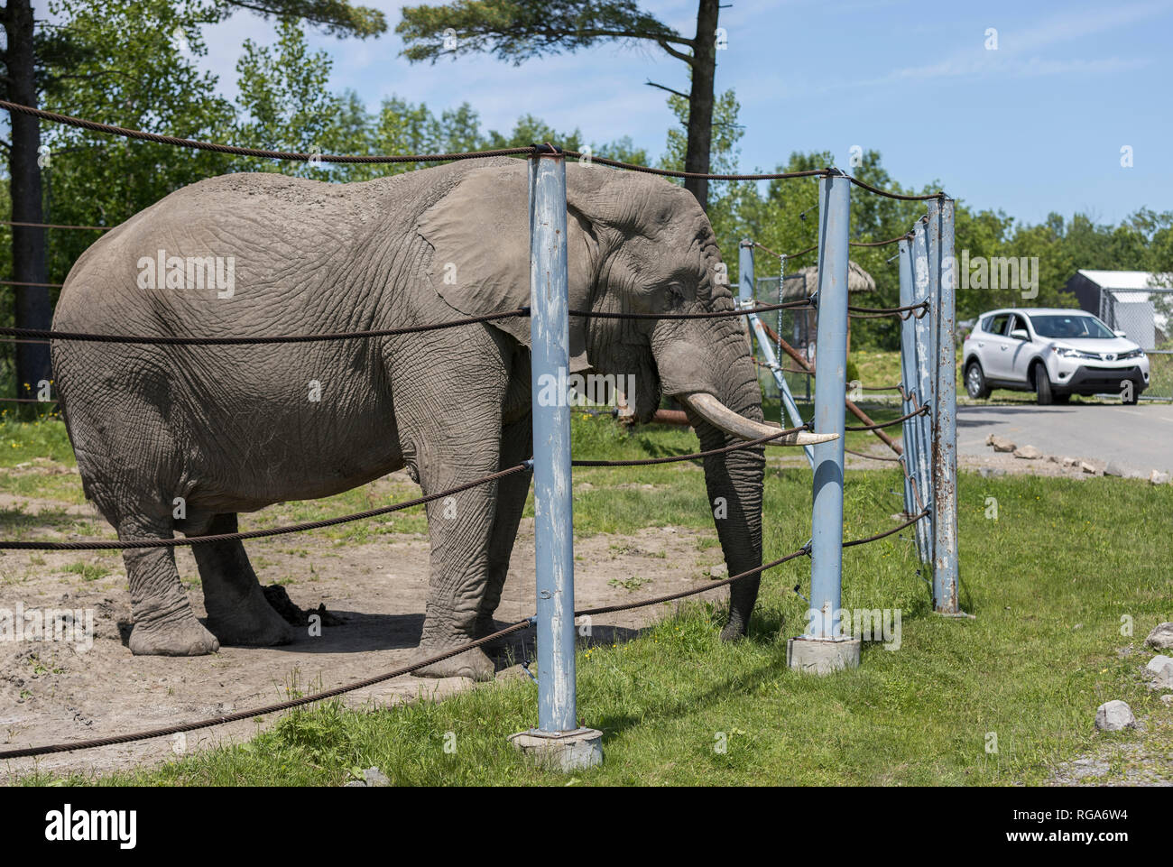 Hemmingford, Quebec, Canada, June 10, 2018 Parc Safari is one of the