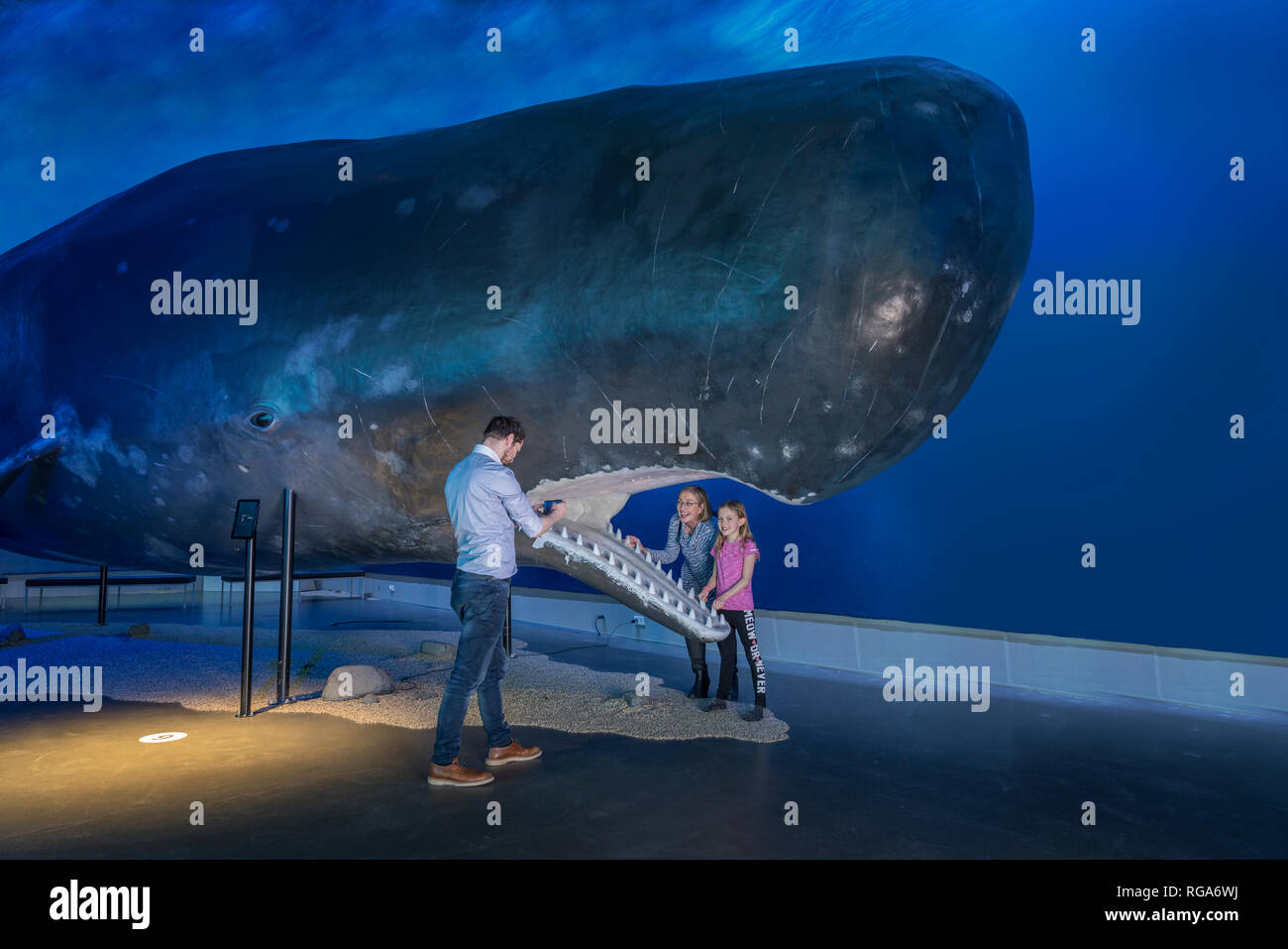 Whale iceland hi-res stock photography and images - Alamy