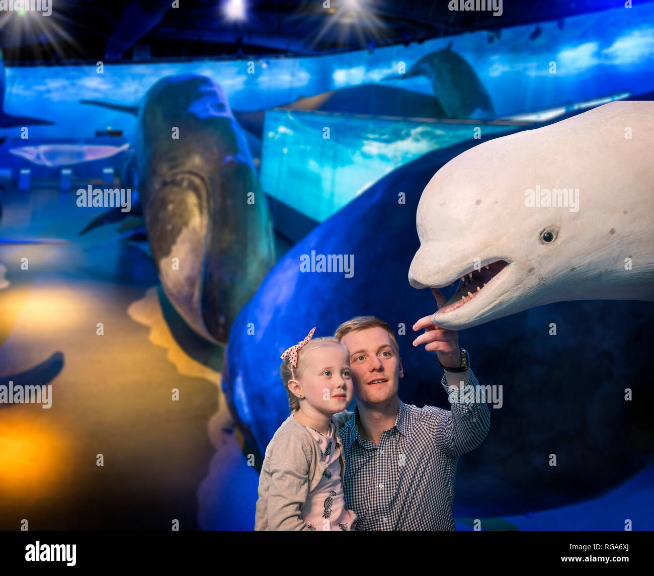 Whales of iceland museum hi-res stock photography and images - Alamy