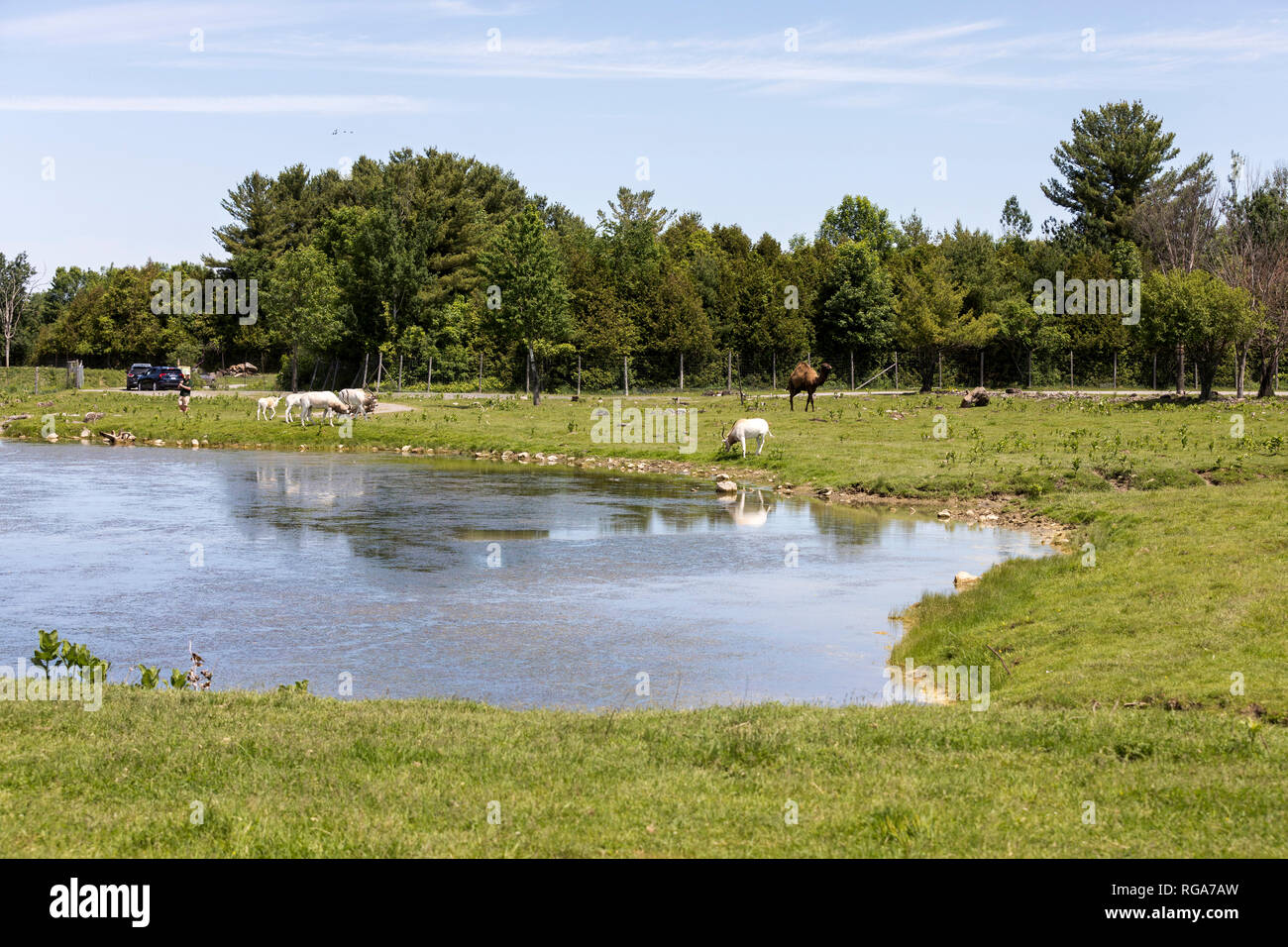 Parc Safari in Hemmingford, Quebec, Canada, June 10, 2018 Dromedary