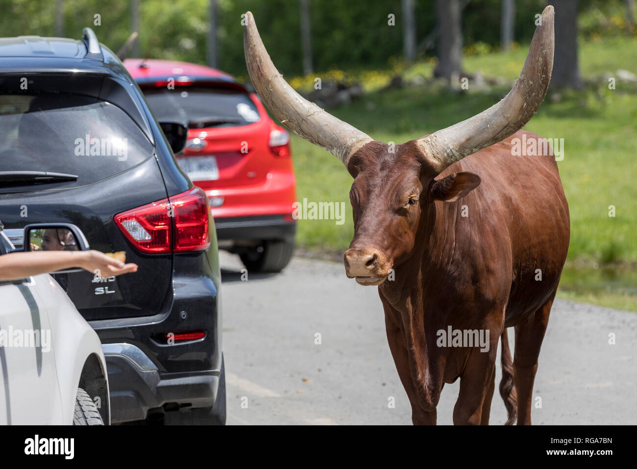 Parc Safari in Hemmingford, Quebec, Canada, June 10, 2018 The Ankole