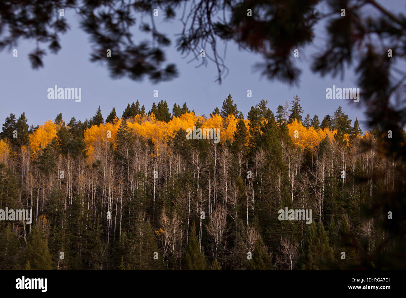 Lincoln National Forest, Otero County, New Mexico, USA Stock Photo Alamy
