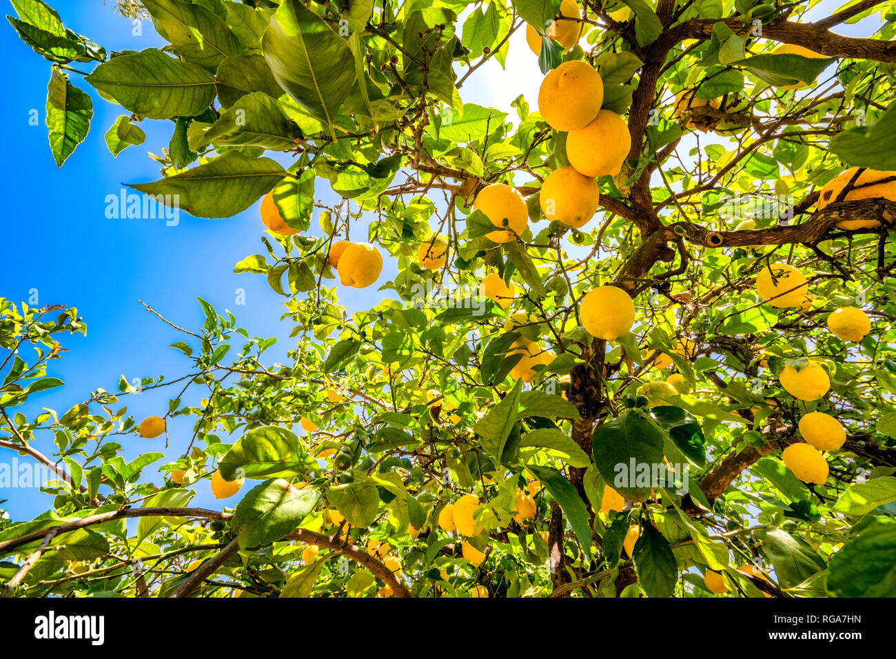 Spain, Andalucía, Málaga, Mondrón, Lemon (Citrus Limon) in fruit in orchard Stock Photo