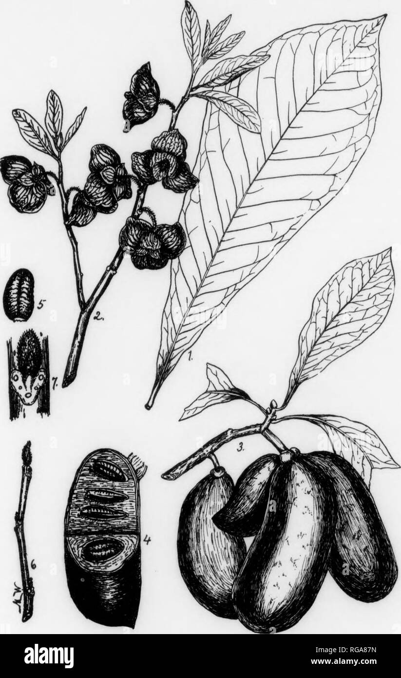 . Bulletin (Pennsylvania Department of Forestry), no. 11. Forests and forestry. 166 COMMON PAPAW Asimina triloba, Dunal FAMILY AND OENTTS DESCRIPTION—The Custard Apple family, Anonaceae, comprises about 46 genera with 600 spccits conflned mostly to the tropics. Only a few species are found in temperature regions. This family produces little that is of real economic importance. Only 2 genera, Asimina and Anona. are represented by tree species in the United States. The genus Asimina does not have representatives outside of North America, where about 8 species are known to occur. The sole represe Stock Photo