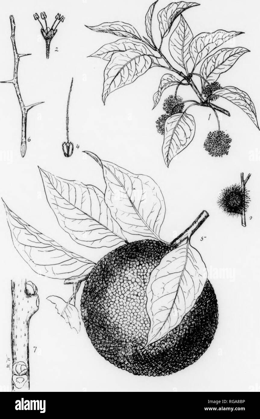 Bulletin Pennsylvania Department Of Forestry No 11 Forests And Forestry Plate Lxxiv Osage Orange 1 Braii Lt H With In Inalun Haves Iiiid Lu Iuls F Sthininalr Lluw Is X H 2 A Staininatn Tlowit I Lilai T Tl