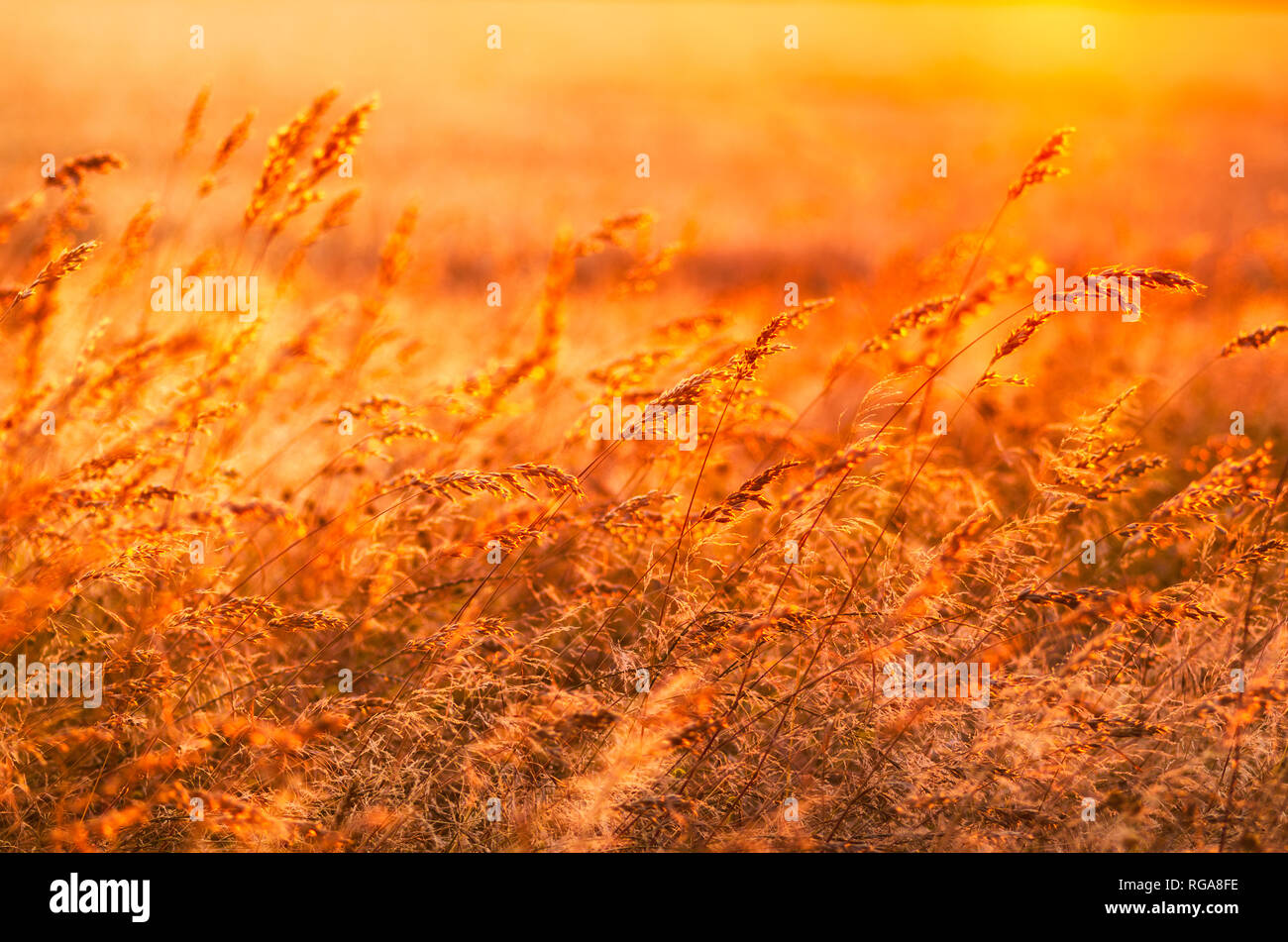 Wild grasses hi-res stock photography and images - Alamy
