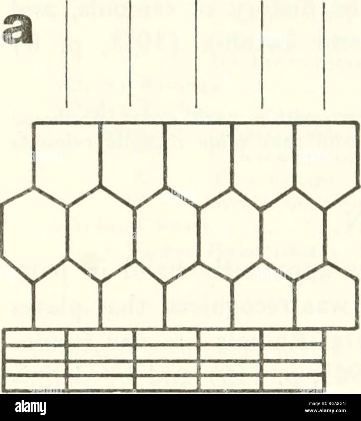 Bulletins of American paleontology. 430 John M. Warn la). If a dicyclic  crinoid loses infrabasals, it becomes pseudomono- cyclic. By observing that  the adjacent basals and pentameres of an apparent monocychc