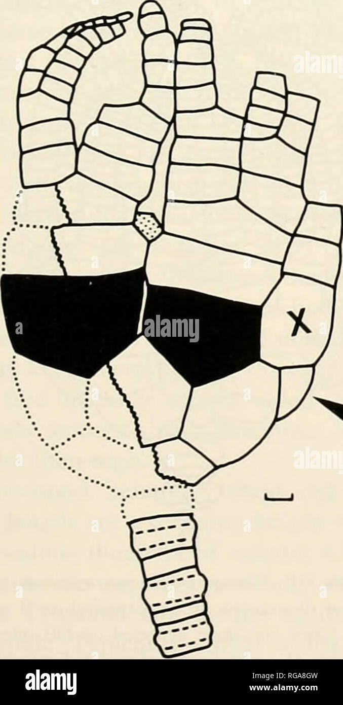 Bulletins Of American Paleontology Early Silurian Crinoids From New York Eckert And Brett 61 Table 9 Continued Bms E Bms Bms Bms Bms Bms Holotype E E E E263 E263 Xi Height