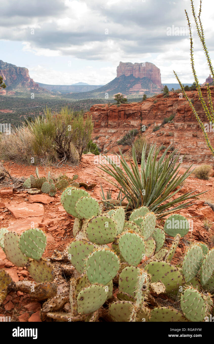 cactus and aloe vera plants in Sedona Arizona desert Stock Photo Alamy