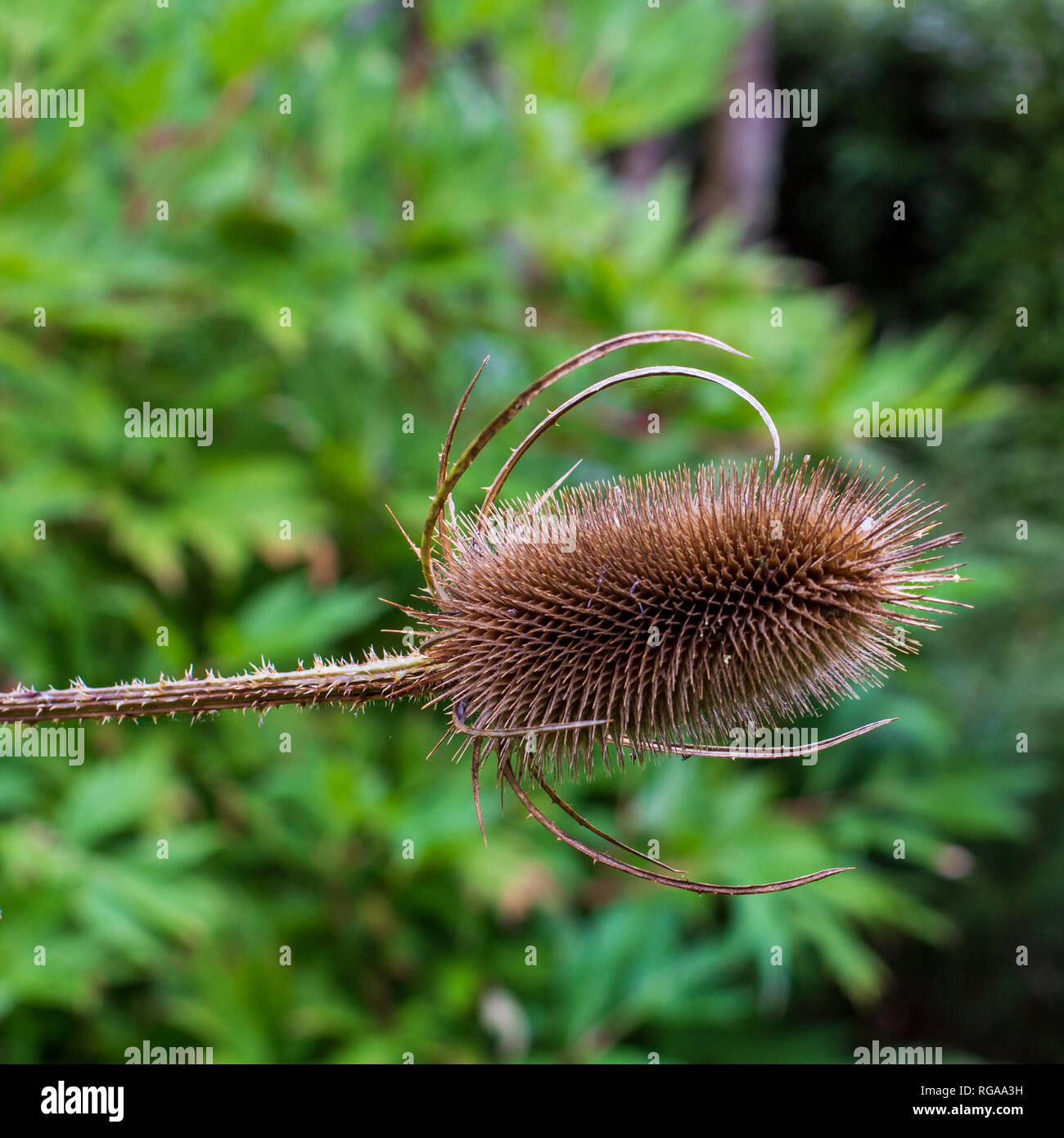A close up macro view of a dried teasel flower isolated against a green background Stock Photo