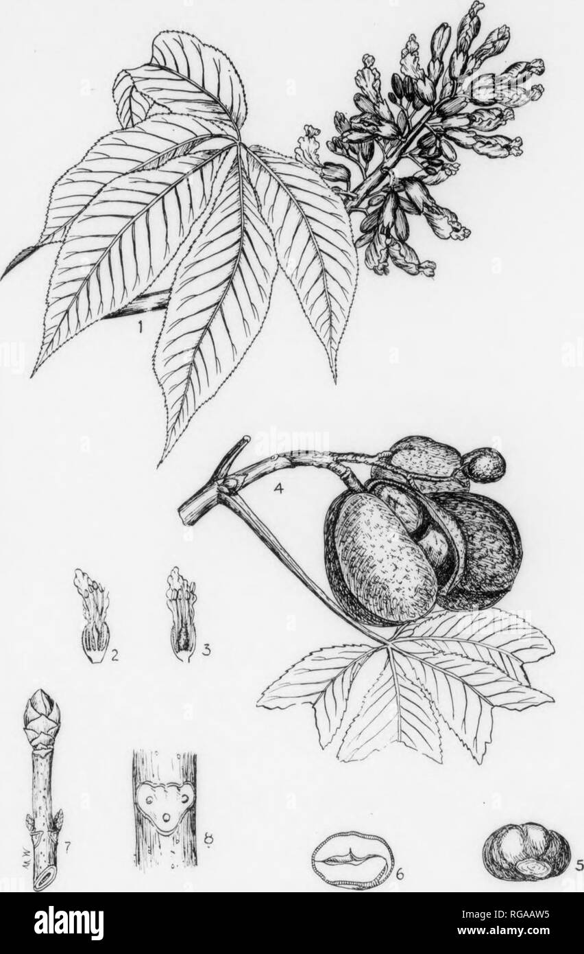. Bulletin (Pennsylvania Department of Forestry), no. 11. Forests and forestry. I4». PLATE CXIII. SWEET BUCKEYE. 1. A flnwi'iiii^ liranch, x i. 2. A llower with stij,'ma below antliers, natural size. 3. A flower witli stigma alx)ve anthers, natural size. •1. A fruiting lirancli, x J. 5. A seed, x I. 6. Longitudinal section of a seed, x i. 7. A winter twig, x J. ,.,..,, j S. Section of a winter twiu showing a leaf-sear with hundle-scars, sliglitly enlarged. 201 SWEET BUCKEYE. Aesculus octandra, Marshall. FORM—The largest Ameriean species of the genus. Usually a small tree less than 60 ft. in he Stock Photo