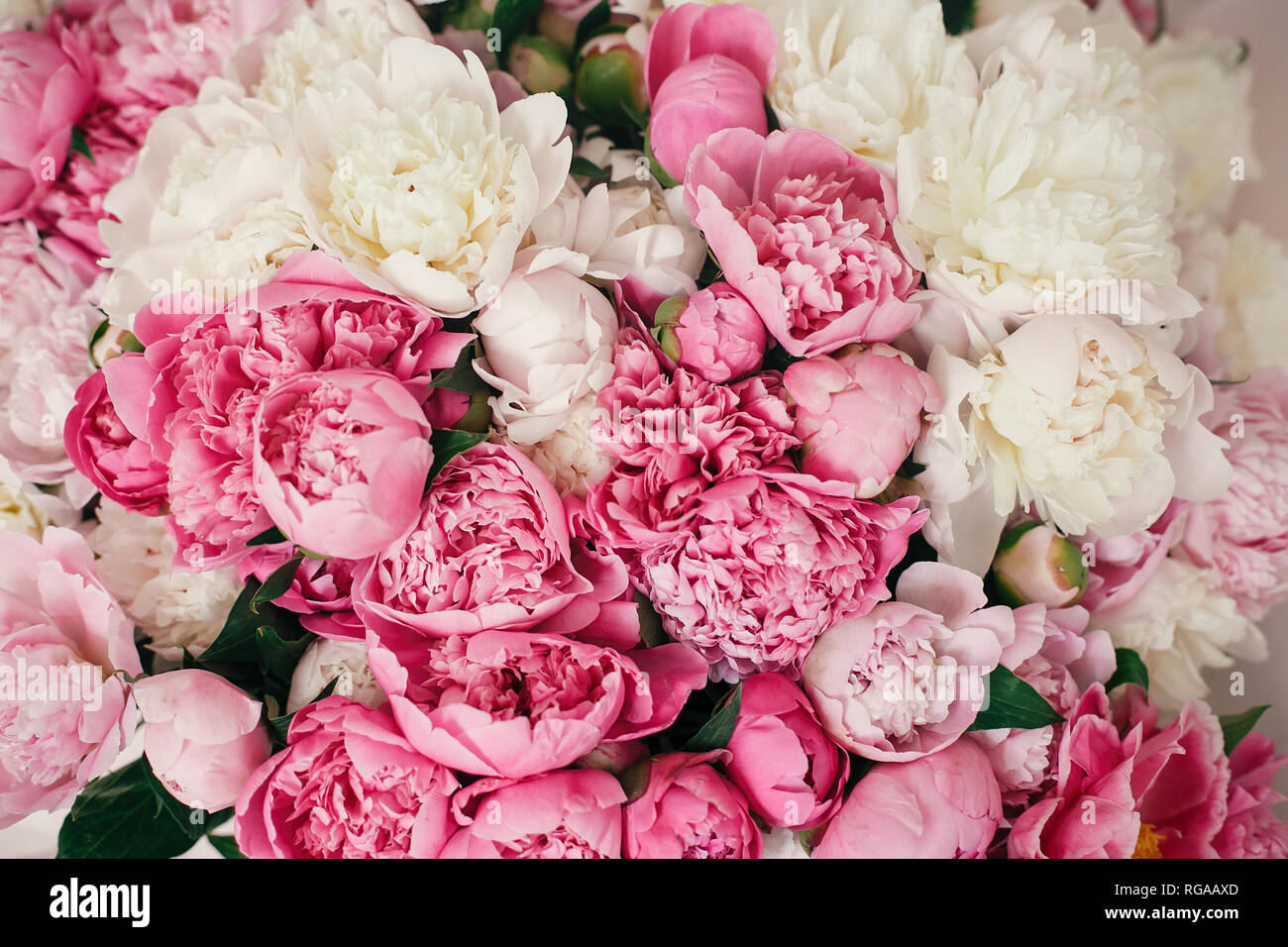 Peonies wallpaper pattern. Big stylish pink and white peony bouquet