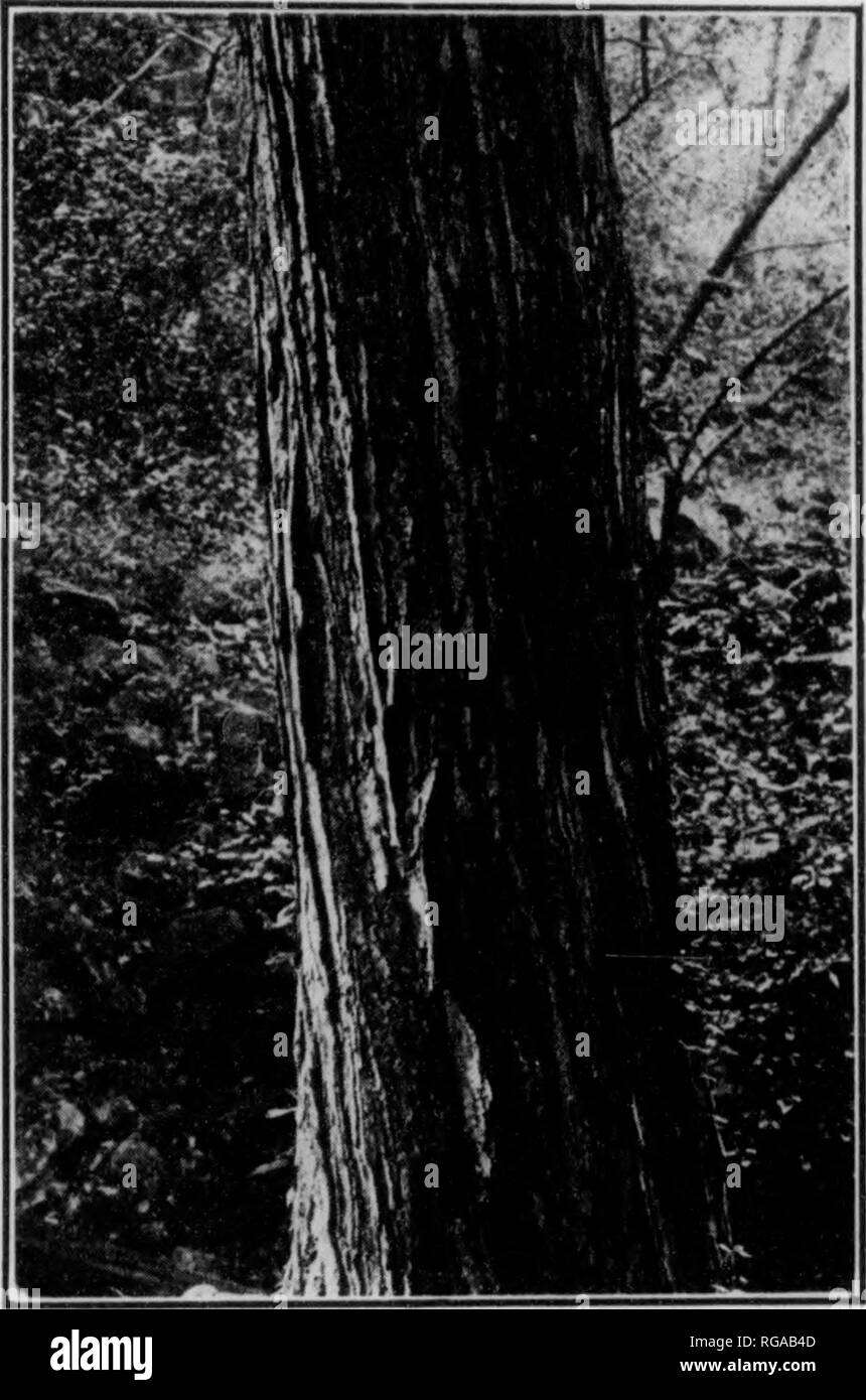 . Bulletin (Pennsylvania Department of Forestry), no. 11. Forests and forestry. Fig. 81. RED MAPLE Trunk 8 inches in diameter Fig. 82. RED ^L^PLE I'ruiik .'! iiiclirs in diameter M r-HKam^ i^B^^nr^ ^v^B^Eki -&quot;J^Tuit CRISIS ^' ^Qm â -'ns^'l m '}â ^^'4'i wm m'h mm mm Â» ,j - il ' 1 I 1 M ^'''' 1 R ' / â ; v-V i' I ''â -â -'.â â :  M Fig. 83. SUGAR ^LVPLE Trunk 32 inches in diameter Fig. 84. STRiriM) MAPLE Trunk 4 inches in (liam&lt;!ter. Please note that these images are extracted from scanned page images that may have been digitally enhanced for readability - coloration and appearance of  Stock Photo