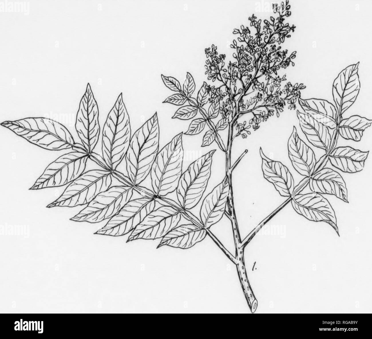 . Bulletin (Pennsylvania Department of Forestry), no. 11. Forests and forestry. 186 1 DWARF SUMACH. Rhus copallina, Linnaeus. FOHM—A small shrub rarely more than 6-S ft, tall, becomes a tree only In Arkansas and Texas. BARK—Rather thin, light to reddish-brown, often smooth; on older specimens may peel off Into papery layers, frequently roughened by large, elevated, brownish projections. TWIGS—At first hairy, somewhat zigzag and greenish-red; later smooth, reddish-brown, and roughened Iry prominent leaf-scars and large darlc-colored lenticels; frequently roughened by large elevated rugosities.  Stock Photo