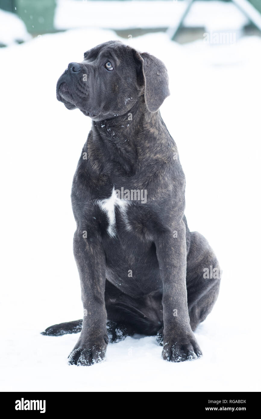 grey cane corso puppy dog Stock Photo - Alamy