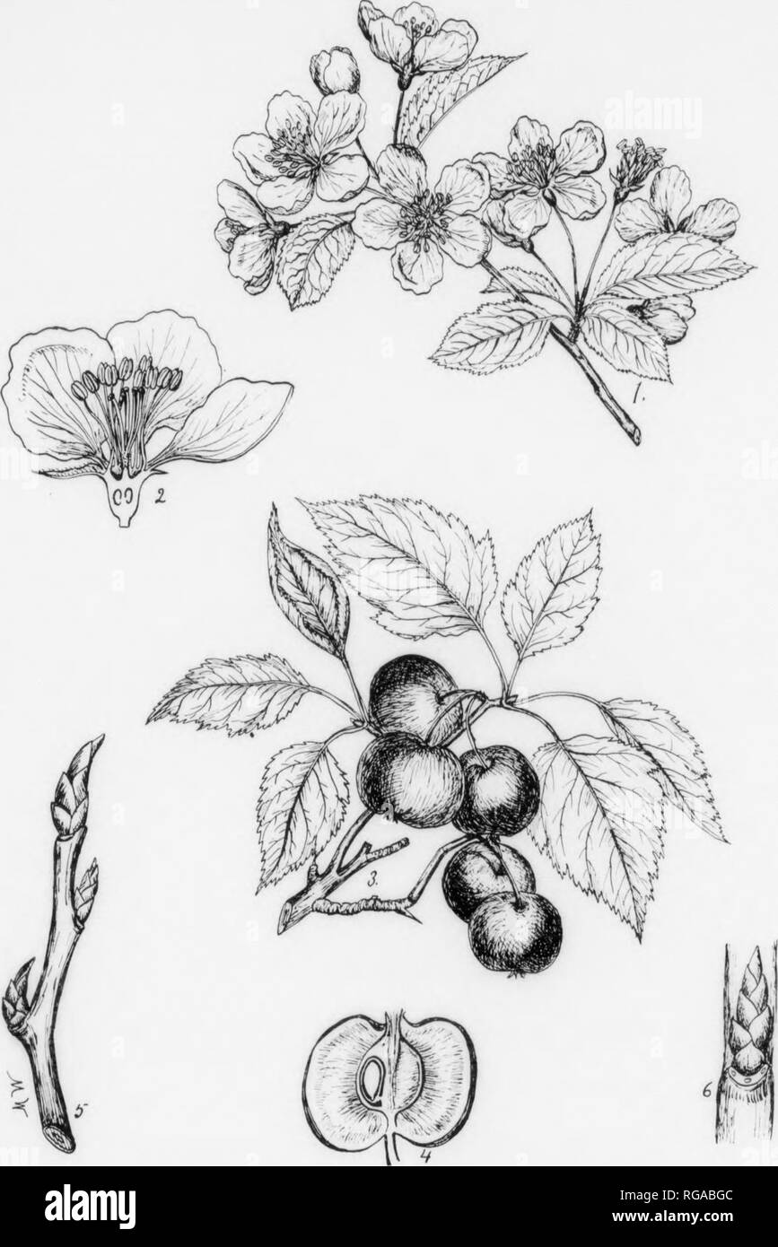 . Bulletin (Pennsylvania Department of Forestry), no. 11. Forests and forestry. 172 AMERICAN CRAB APPLE. - Pyrus coronaria, Linnaeus. OENTTS BESCKIPTIOK-TMs genus e-br-s a^ut 40^ which inhabit the north temperate zone. Abo&quot;t 10 «P^^^;« ^'^j^J^,, b„t some of our 6 to Pennsylvania. No Important Vr^^'lL^'peavs be^ng here Both our Common Pear and important fruit trees like the Apples and ^^^^^ f'&quot;^^^f^^ .tb^rs make a distinct genus. S!&quot; fotTe rples&quot;^'. rhrL'.Torb?s:To-r trMountain Ashes. Both are included under Pyrun in this publication. broad round-topped crown. • BARK-Up to i Stock Photo