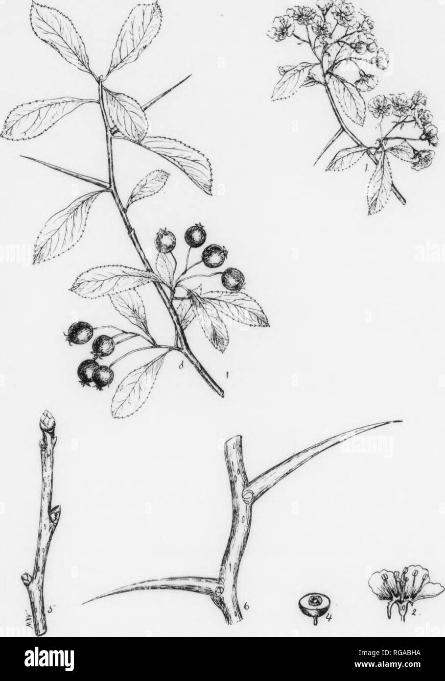 . Bulletin (Pennsylvania Department of Forestry), no. 11. Forests and forestry. 170 COCKSPUR THORN. Crataegus Crus-galli, Linnaeus. GENUS DESCRIPTIONâThe genus Crataegus has the center of Its distribution in eastern North America. It renohes Its best development in the great limestone formations rather common in this part of America. Prior to 1900 fewer than 75 species were known in the world of which numbor about 30 were native to North America. At the present time about 700 species of trees and shrubs belonging to this genus have been described. In the State of New York alone 218 spoclos hav Stock Photo