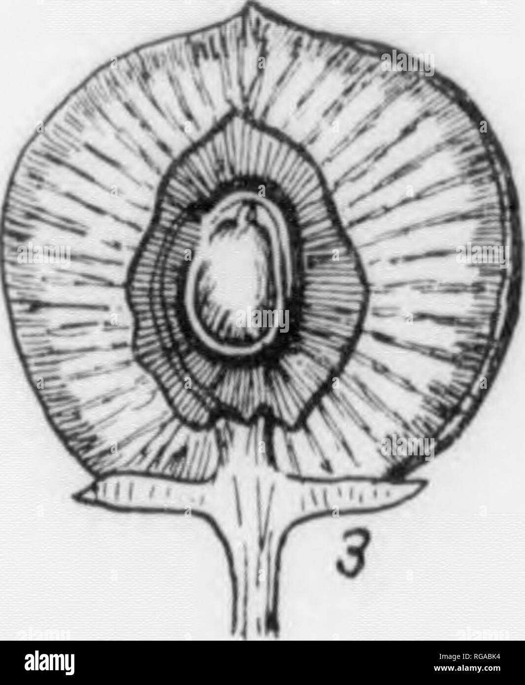 Bulletin Pennsylvania Department Of Forestry No 11 Forests And Forestry Plate Lxxxiv Wild Black Cherry 1 Section Of A Tlowering L Raucb X I 2 A Fruiting Brancli X H 3 Section