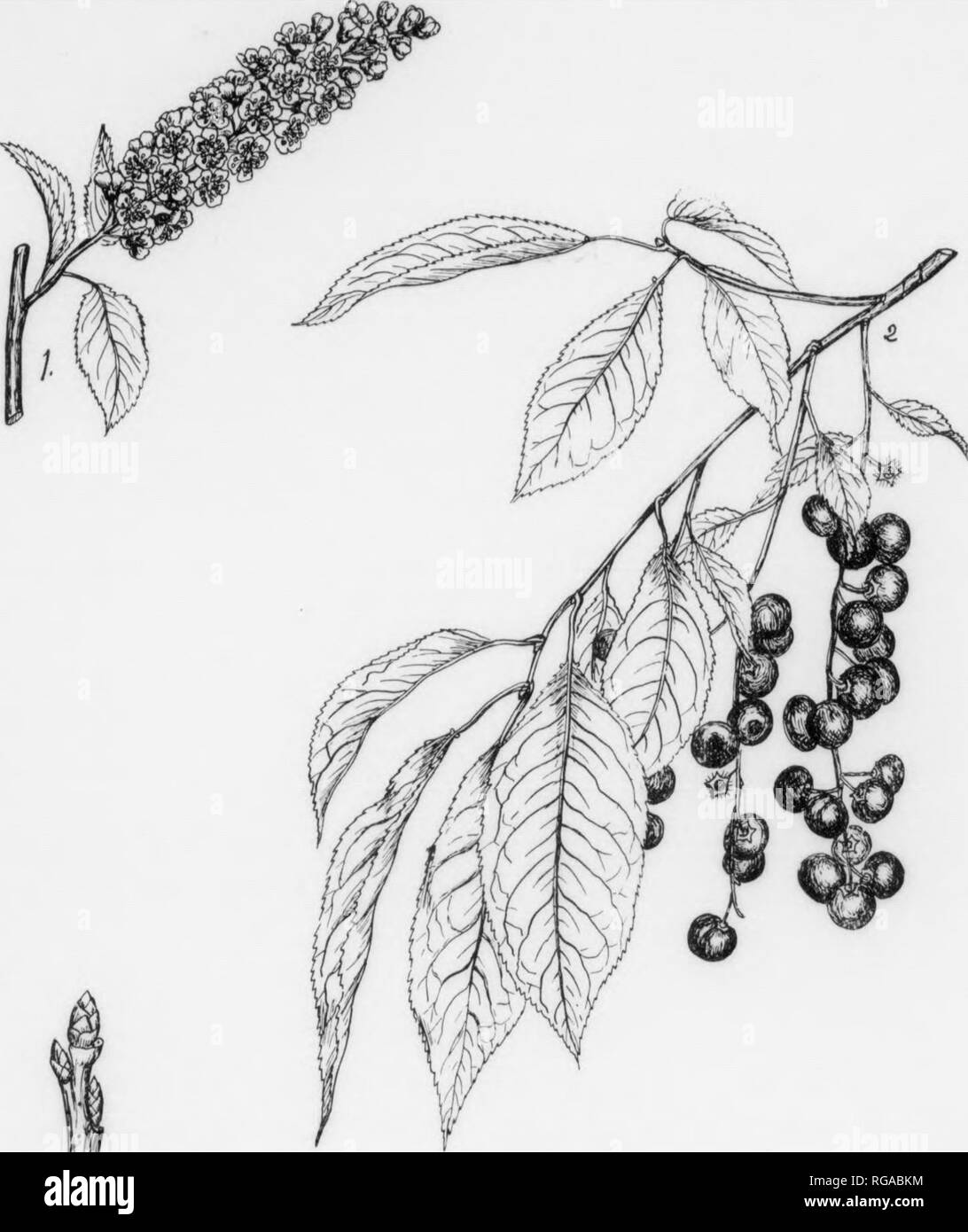 . Bulletin (Pennsylvania Department of Forestry), no. 11. Forests and forestry. 166 WILD BLACK CHERRY. Prunus serotina, Ehrhart.* FOEM—UPually reacbeR a height of 50-76 ft. with a diameter of 2-8 ft., but may attain a height of 110 ft. with a diameter of 5 feet. In forest grown specimens the trunk is usually long, clean, and with little taper, while in open grown specimens it is usually short. Crown rather Irregularly-oblong. BARK—On young trunks (Pig. 96) rather smooth, glossy, reddish-brown, marked with conspicuous-white horizontally-elongated lenticels; peels off in thin film-like layers, a Stock Photo