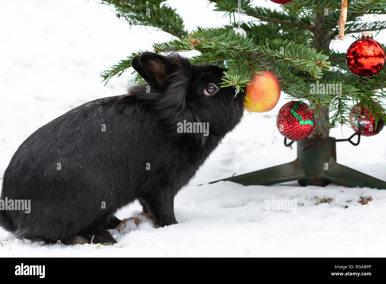 A dwarf rabbit eating an apple hanging on a christmas tree, outside in snow Stock Photo