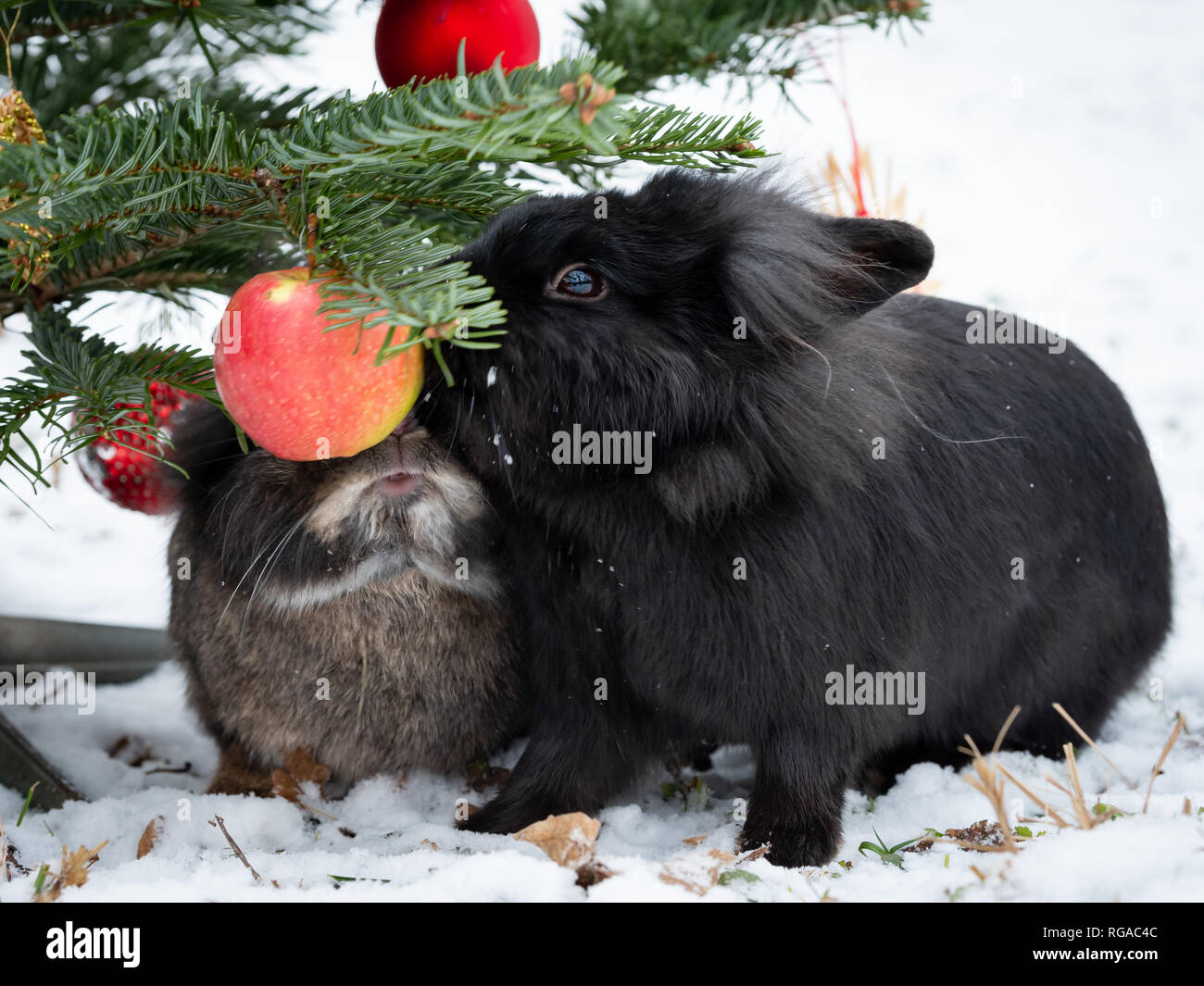 Two dwarf rabbits eating an apple hanging on a christmas tree, outside