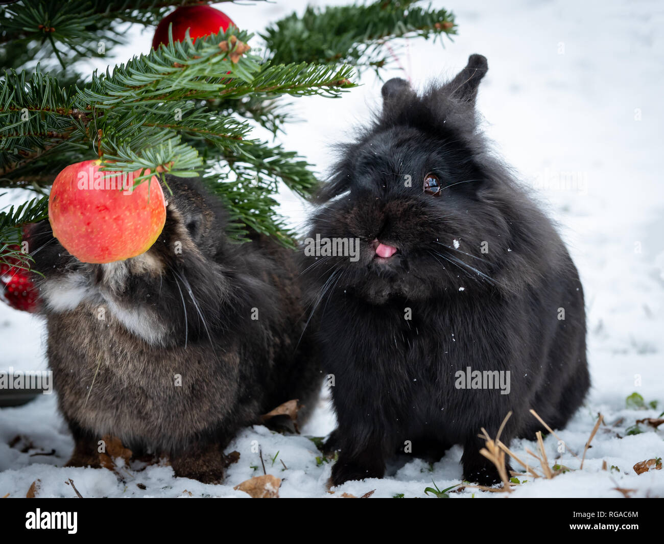 Two dwarf rabbits eating an apple hanging on a christmas tree, outside