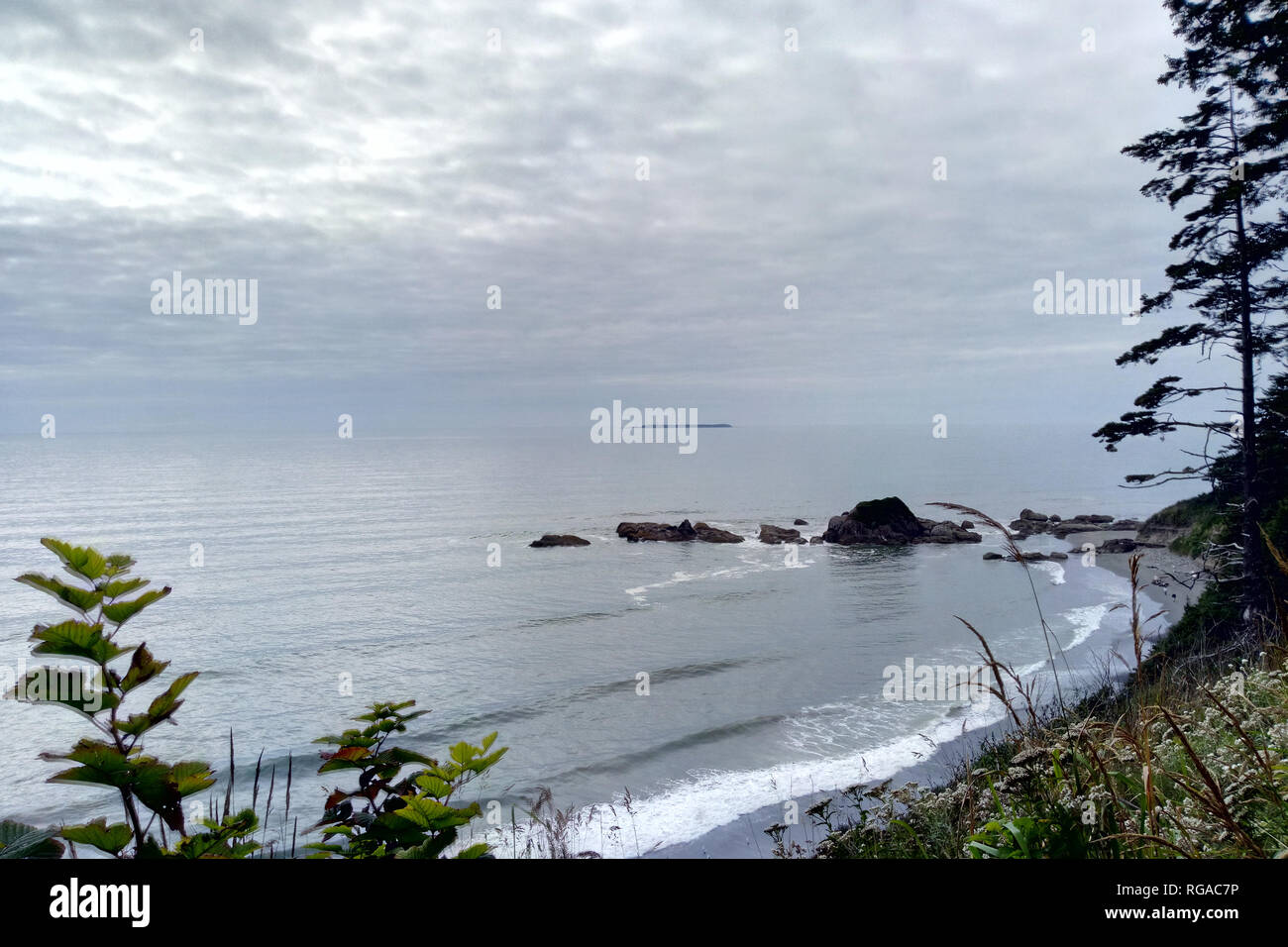 Rocky Beach West Coast . Trees growing on boulder Stock Photo Alamy