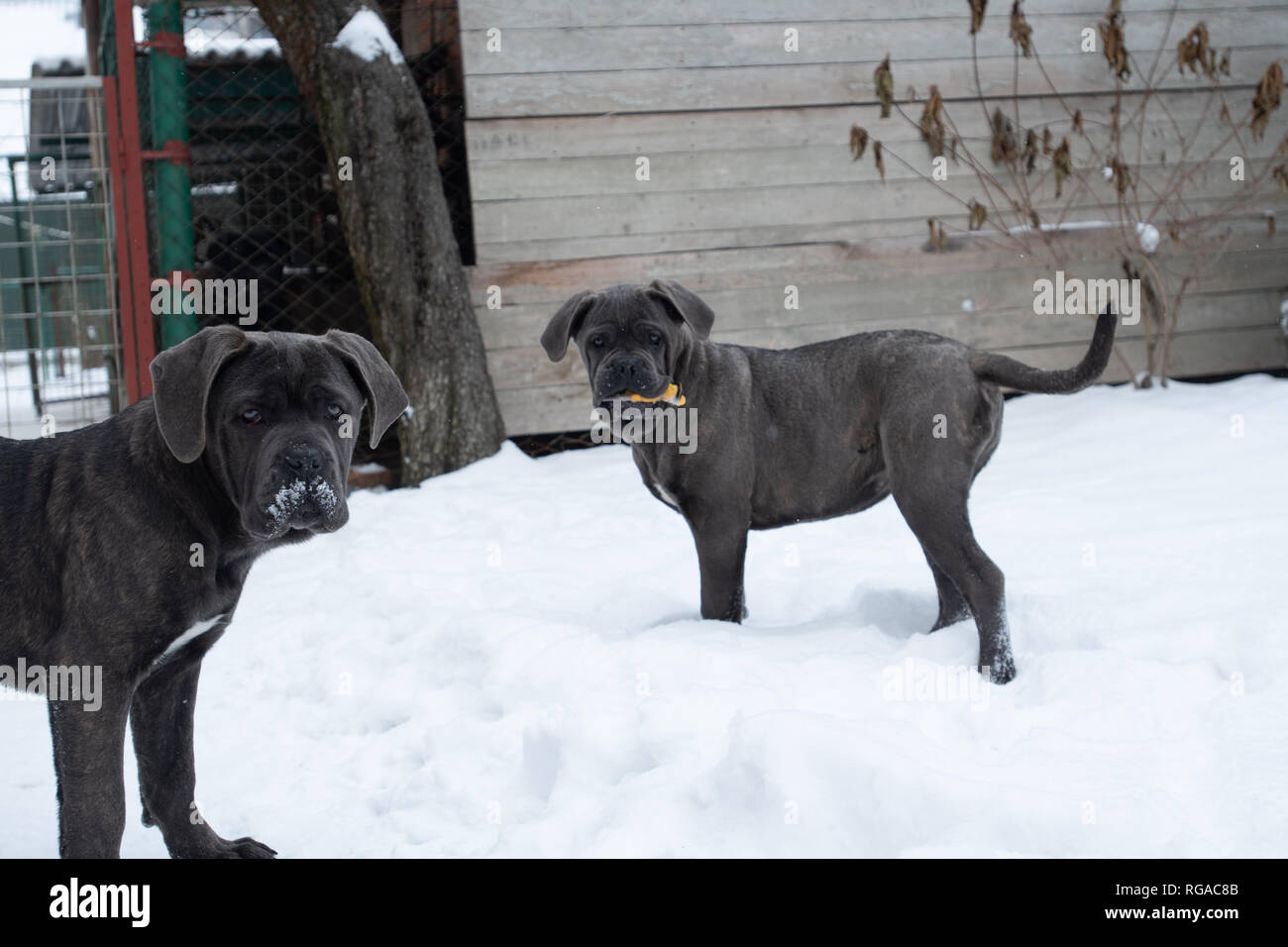 Grey Cane Corso Puppy Dog Stock Photos Grey Cane Corso