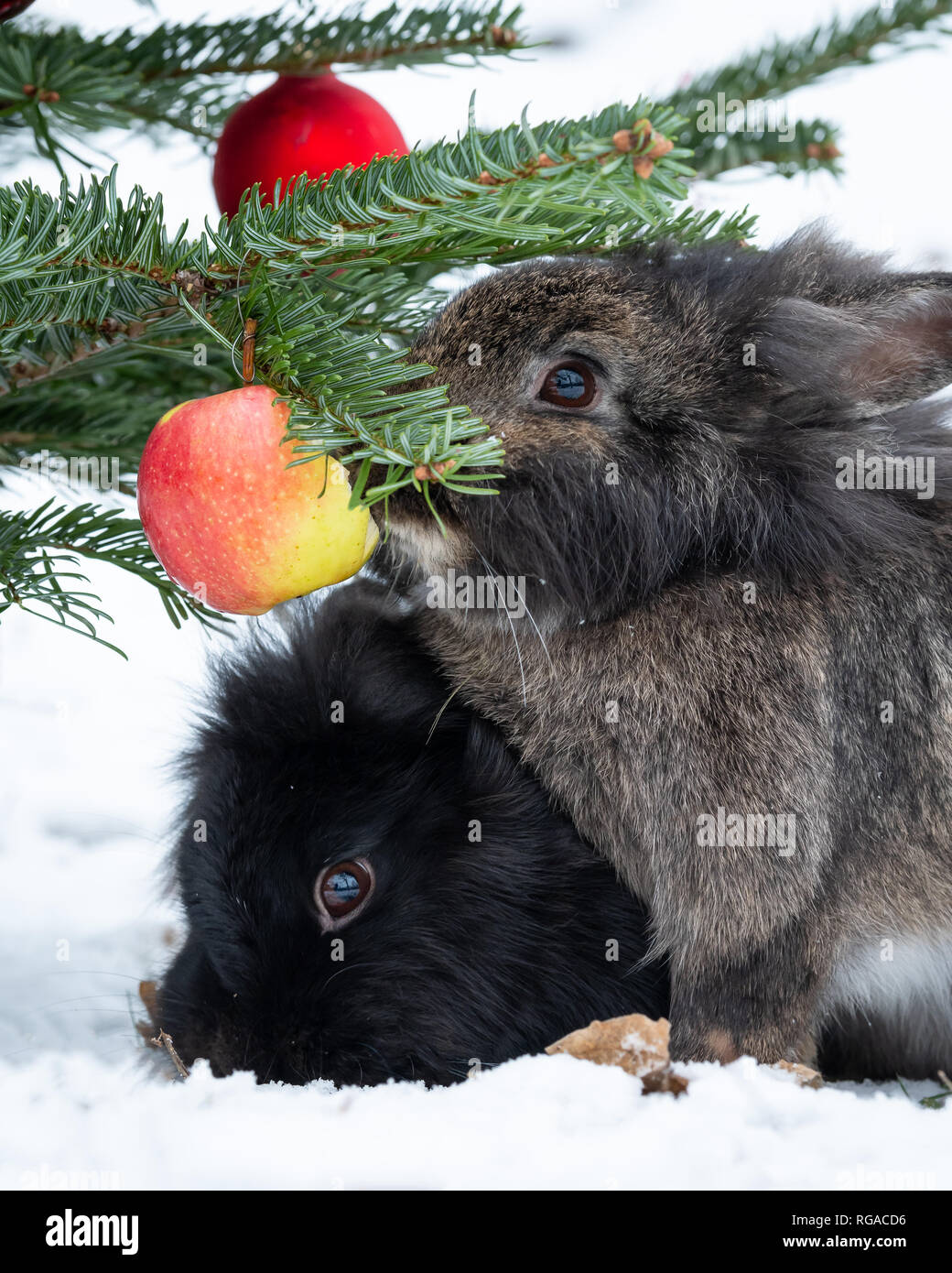Two dwarf rabbits eating an apple hanging on a christmas tree, outside