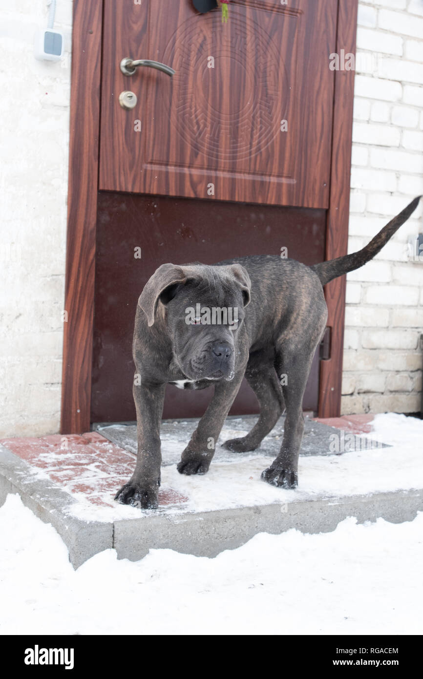 Portrait Of Cane Corso Puppy Six Month In Winter Outdoor