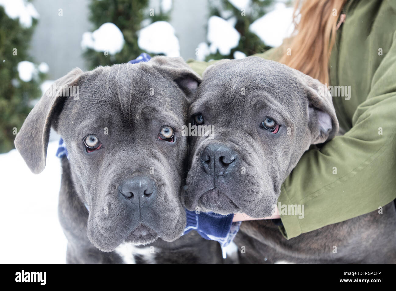 Two Cute Cane Corso Six Month Puppies In Winter Snow Outdoor