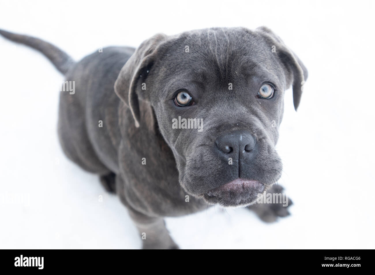 Closeup Portrait Of Cane Corso Puppy Six Month In Winter