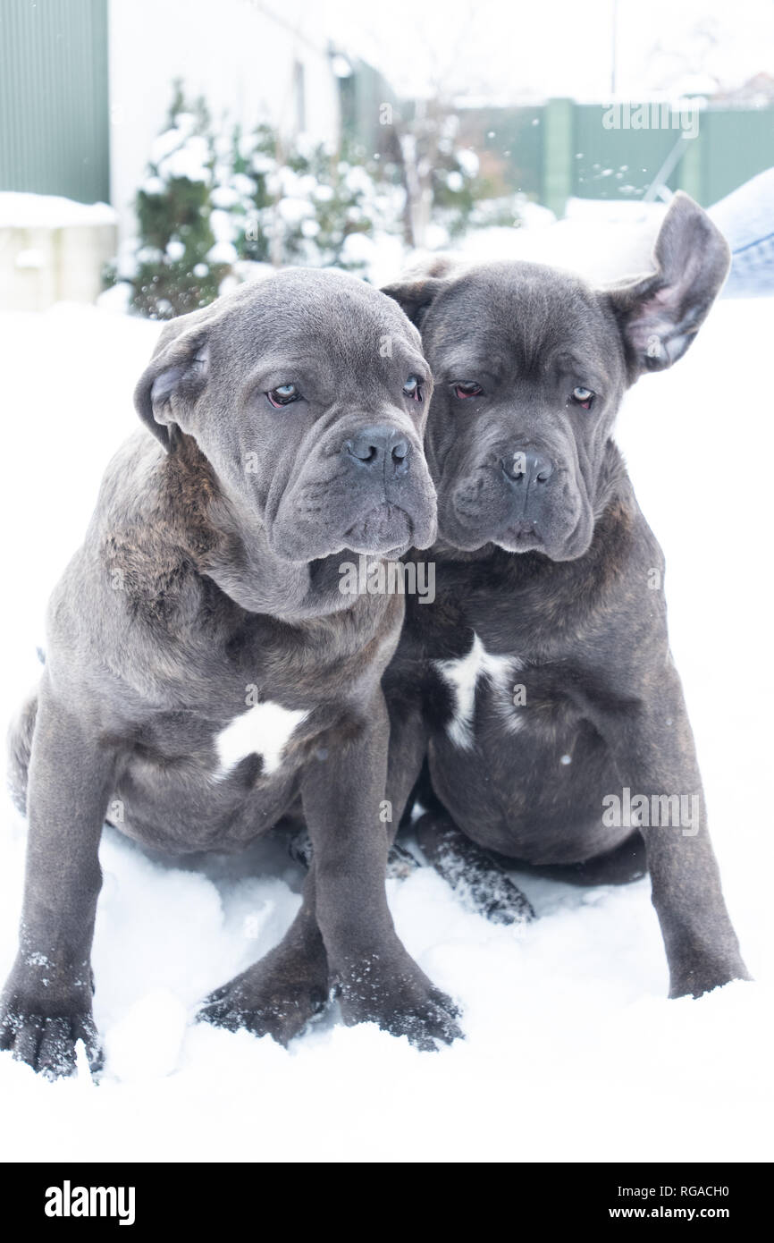 Cute cane sales corso puppies