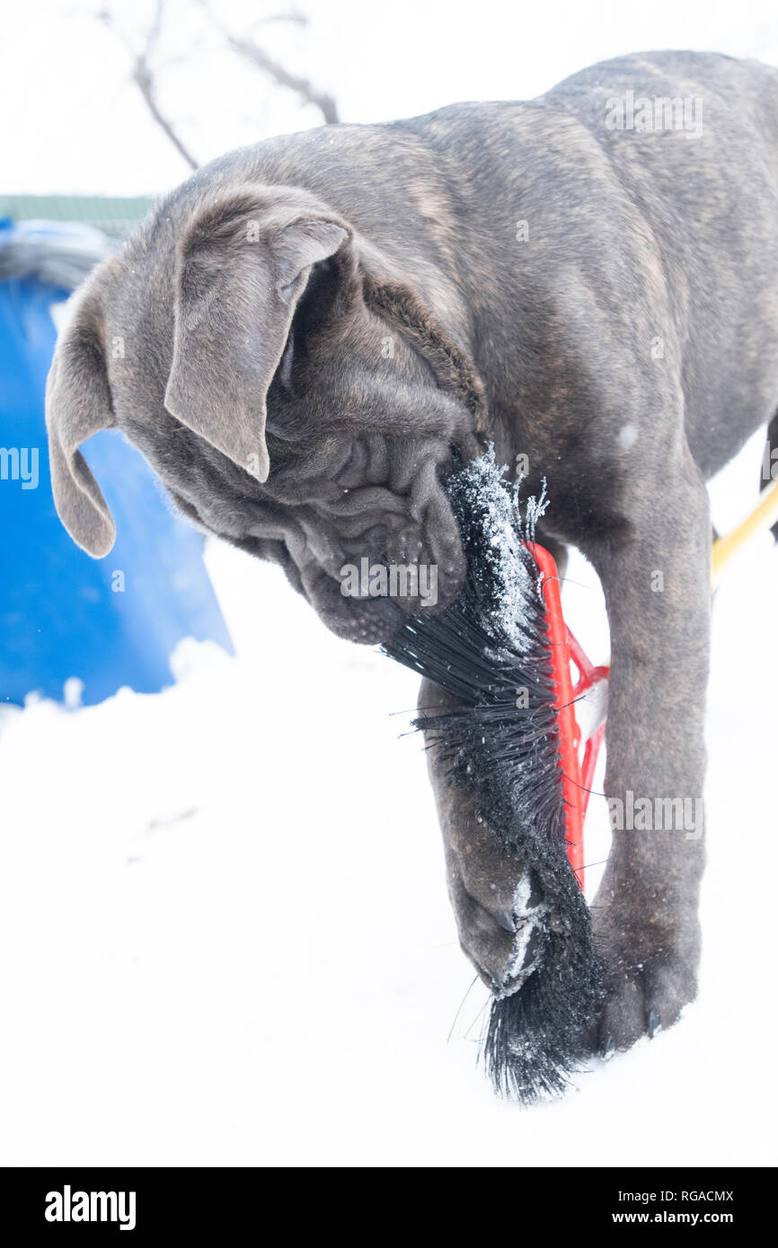 Cane corso brush hires stock photography and images Alamy