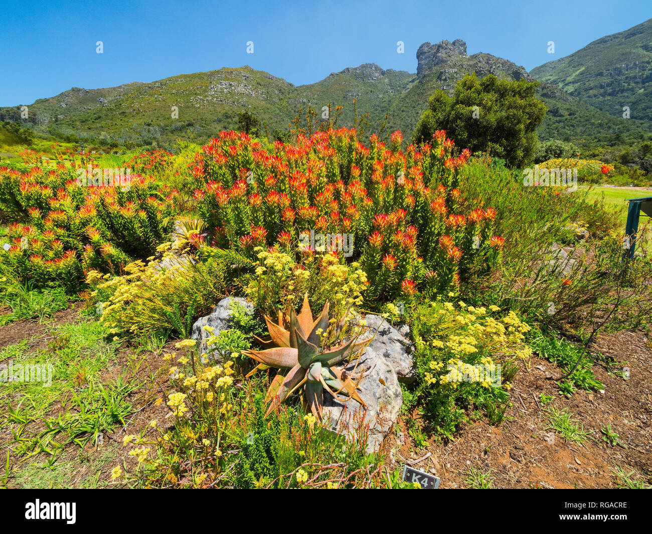 Red Protea in Kirstenbosch, Cape Town against the backdrop of Table mountain, South Africa. Pincushion flower in Kirstenbosch Botanic Gardens, Cape To Stock Photo