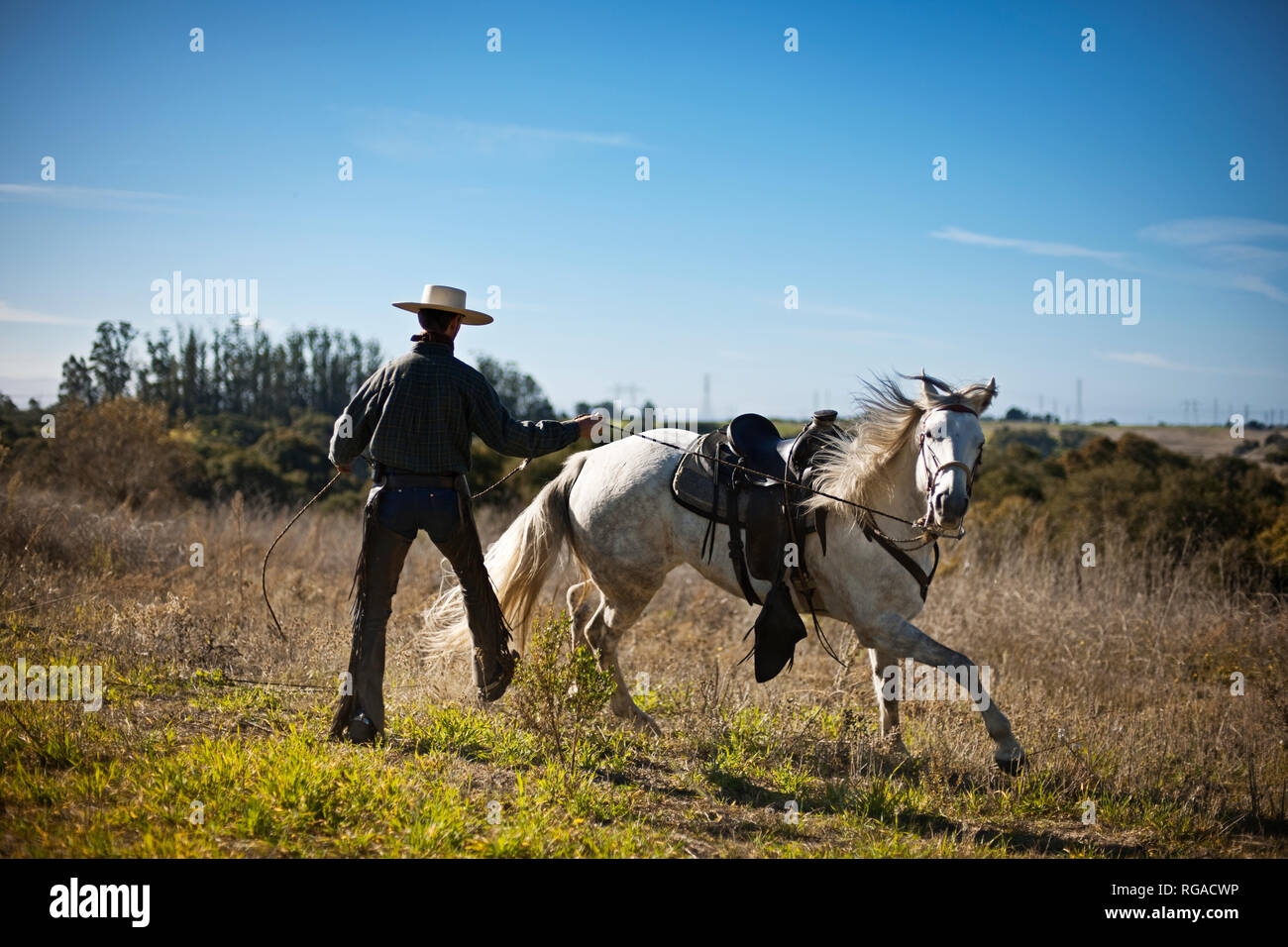 Cowboy wrangling horse Stock Photo - Alamy