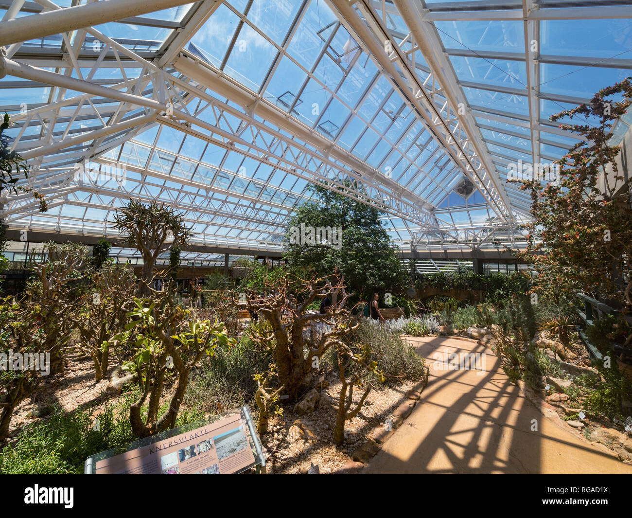 CAPE TOWN, SOUTH AFRICA - DECEMBER 2018. View of the interior of the glasshouse in the Kirstenbosch Botanical Garden in Cape Town Stock Photo
