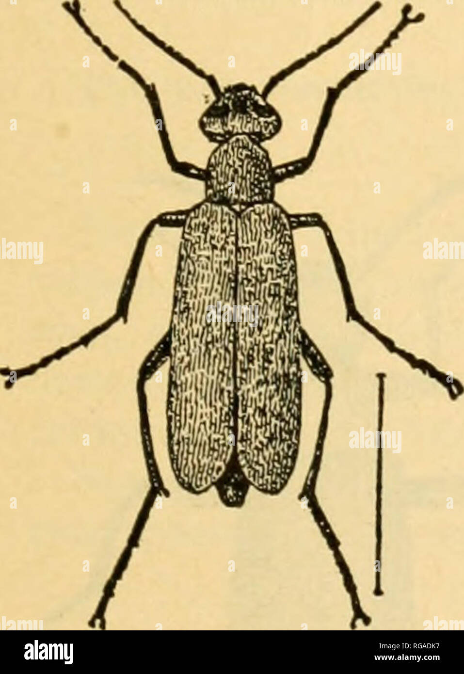 Epicauta immaculata hires stock photography and images Alamy