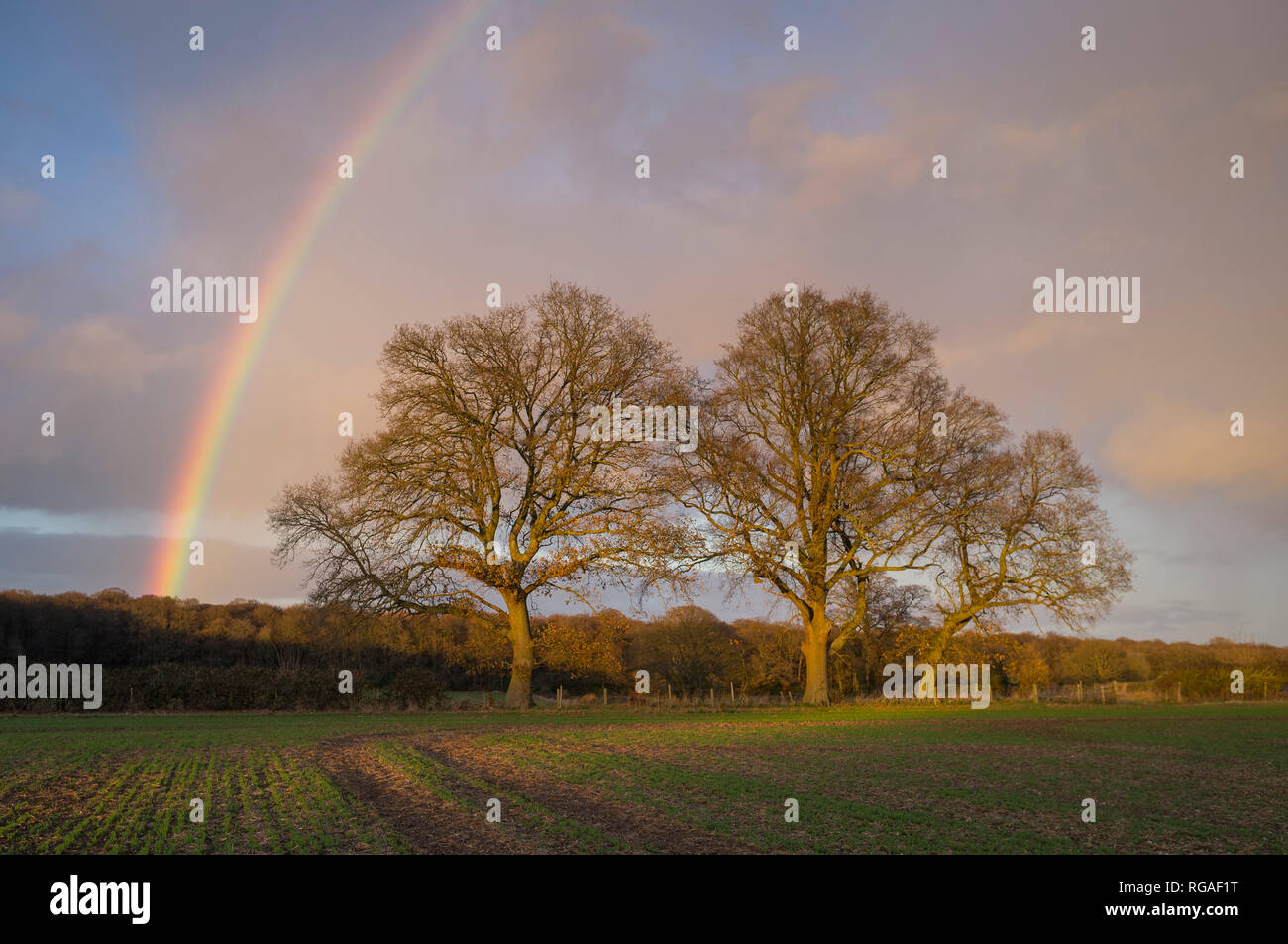 A Winter rainbow lights up the evening sky on farmland near Henley-on-Thames Stock Photo
