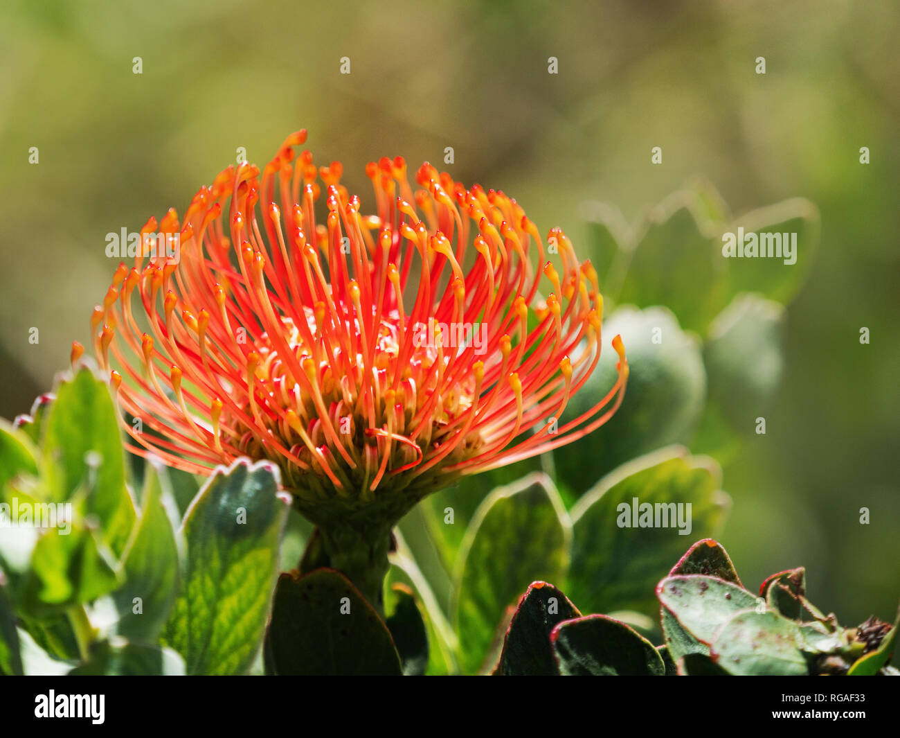Red Protea, Kirstenbosch, Cape Town, South Africa. Pincushion flower in Kirstenbosch Botanic Gardens, Cape Town, South Africa Stock Photo