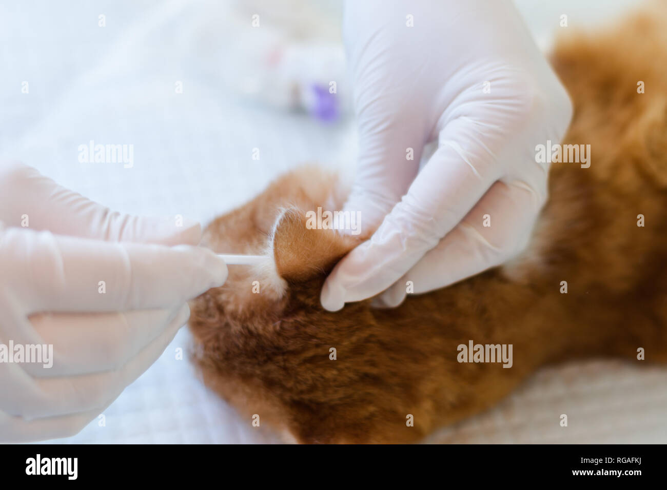 the veterinarian cleaning the ears of a cat that has ear mites Stock Photo Alamy