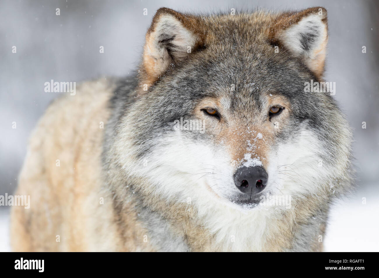 Wolf nose close up hi-res stock photography and images - Page 3 - Alamy Wolf nose close up hi-res stock photography and images - Page 3 - Alamy