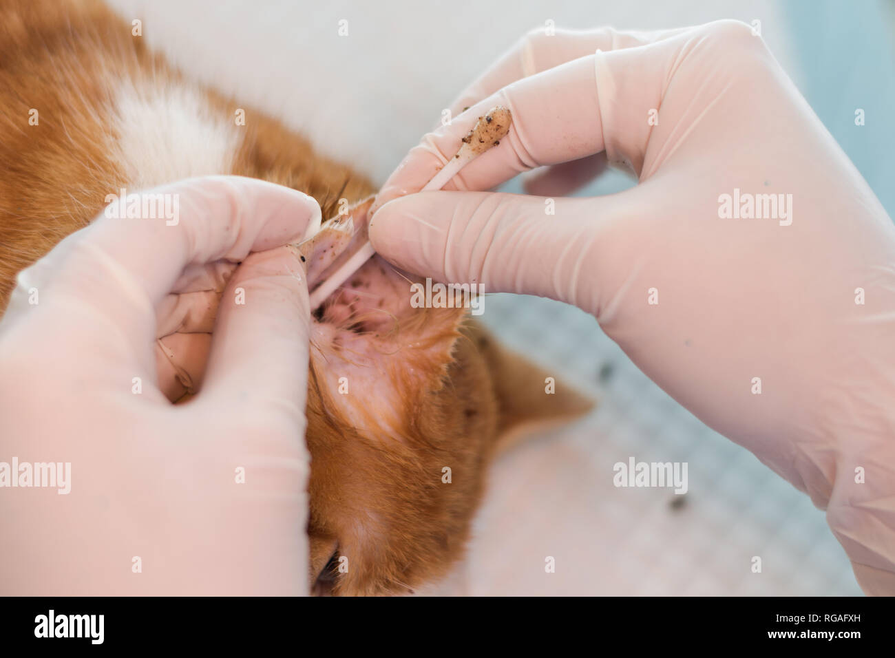 Cleaning cat's ears cheap