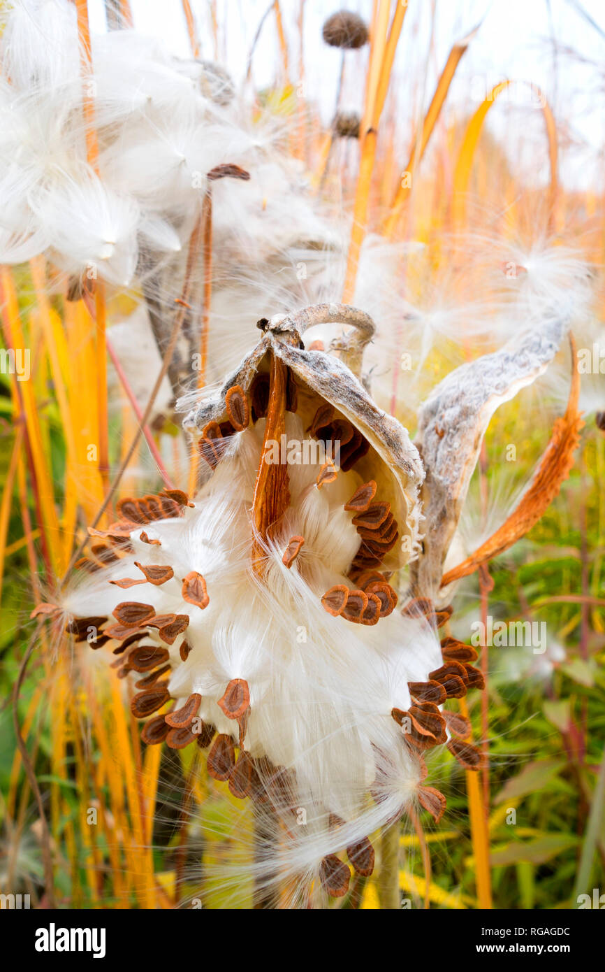 Germany, Showy Milkweed in botanical garden in autumn Stock Photo