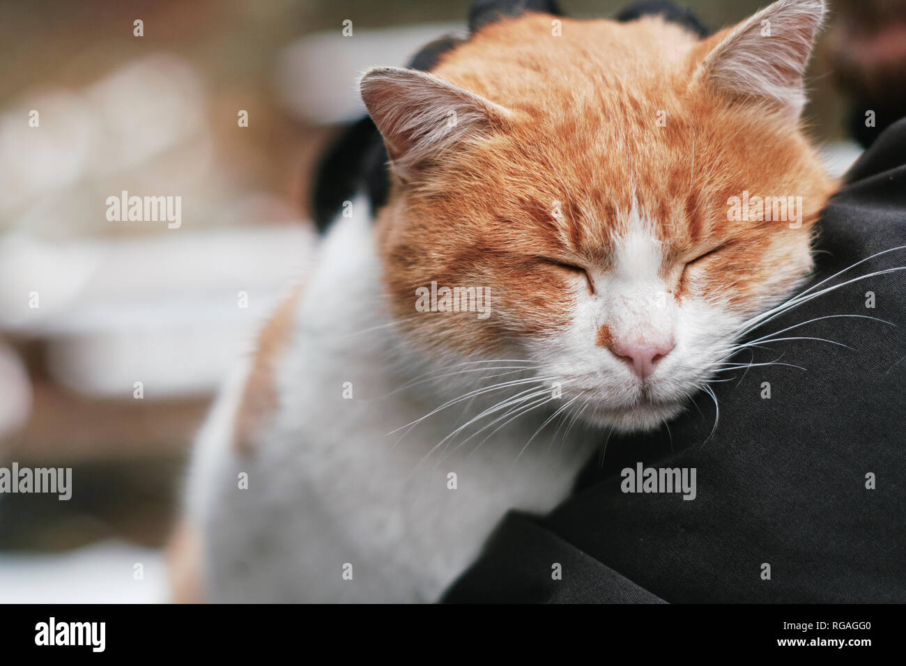 Portrait of cat relaxing with head on shoulder of owner Stock Photo