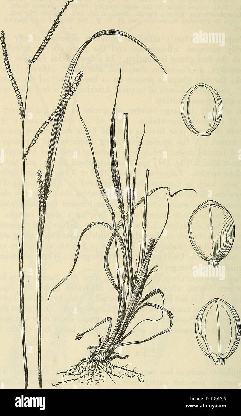 . Bulletin of the U.S. Department of Agriculture. Agriculture; Agriculture. 228 BULLETIN 772, U. S. DEPARTMENT OF AGRICULTURE. fertile lemma chartaceous-indurate, typically obtuse, the nerves obsolete, the margins inrollecl over an inclosed palea of the same tex-. FiG. 137.—Paspalum laeve. Plant, X i ; two views of spikelet and fertile floret, X 10. ture, a lunate line of thinner texture at the back just above the base, the rootlet protruding through this at germination.. Please note that these images are extracted from scanned page images that may have been digitally enhanced for readability  Stock Photo