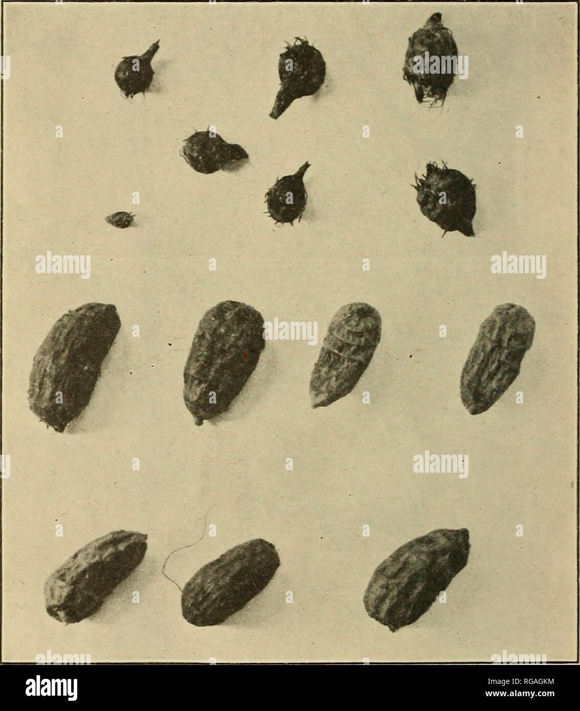 Bulletin Of The U S Department Of Agriculture Agriculture Agriculture 10 Bulletin 08 V S Department Of A Kiculture Well Developed Tubers Of The Cultivated Variety Average About Tliree Fourths Of An Incli In Length