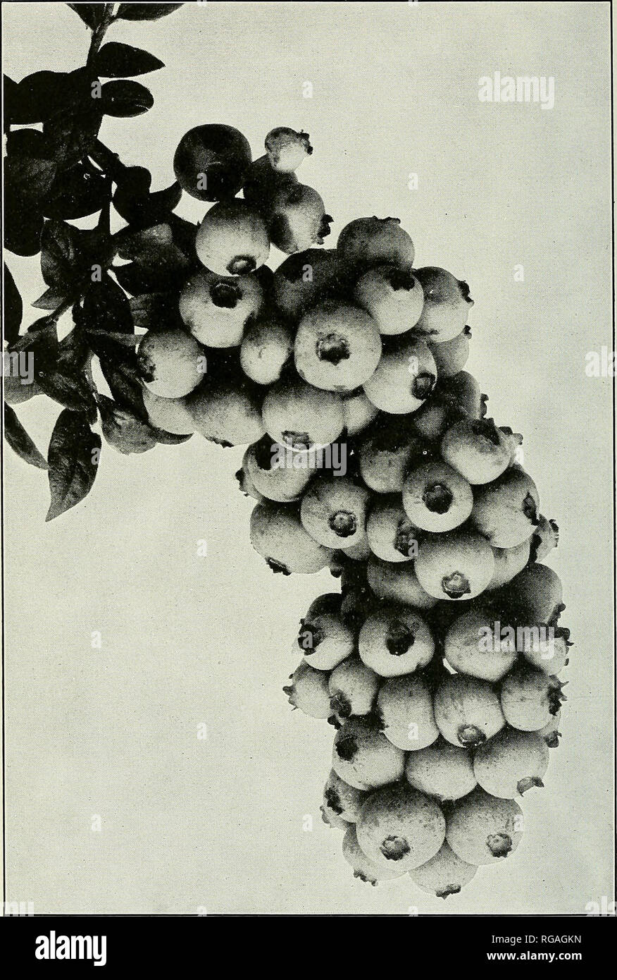 . Bulletin of the U.S. Department of Agriculture. Agriculture; Agriculture. Bui. 974, U. S. Dept. of Agriculture. Plate XXVI.. Handsome Cluster of Blueberries from a Rejected Hybrid. Among the thousands of hybrids fruited at Whitesbog, N. J., hundreds produce berries as large and as handsome as these, yet although they are superior to all wild berries except the very best they are not regarded as of sufficiently high quality to merit selection and propagation when judged from the high standard set for hybrid blueberries. However, from tmselected hybrid bushes of this class a yield of berries w Stock Photo