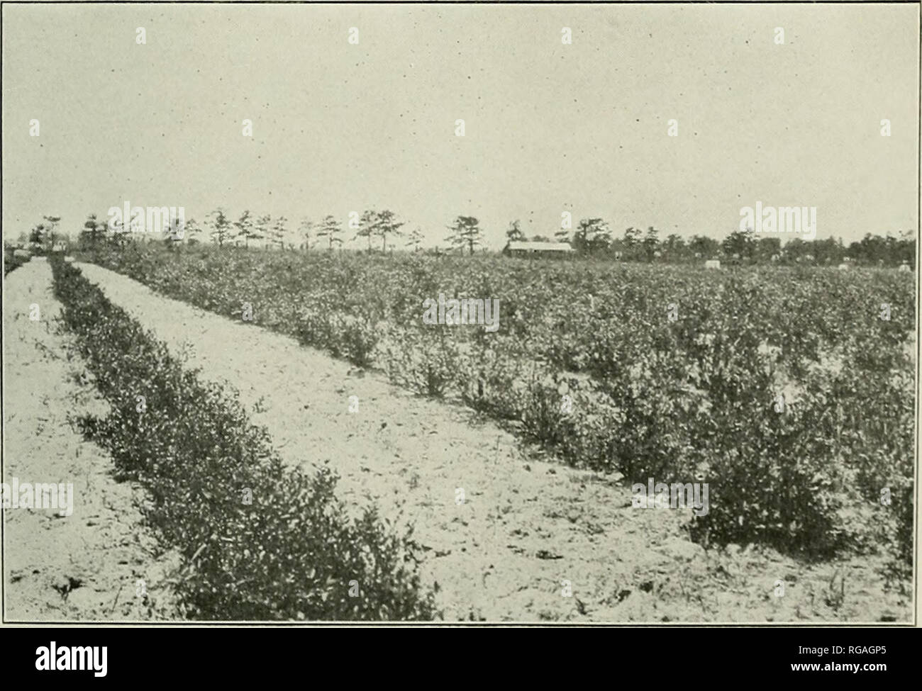 . Bulletin of the U.S. Department of Agriculture. Agriculture; Agriculture. Fig. I.- -Plantation of 2-Year-Old and 3-Year-Old Hybrid Blueberries AT Whitesbog, N. J. The soil is a wliite sand mixed with upland peat and is strongly and permanently acid. The rows are 8 feet apart, the plants 4 feet apart in the row. The row at the left consists of 3-year-old plants; the others are 2 years old. Each of these plants is a seedling hybrid, and although of carefully selected pa'rentage its own qualities can not be kaown until it fruits. The photograph'was taken August 2, 1917.. Fig. 2. From ( -Plantat Stock Photo